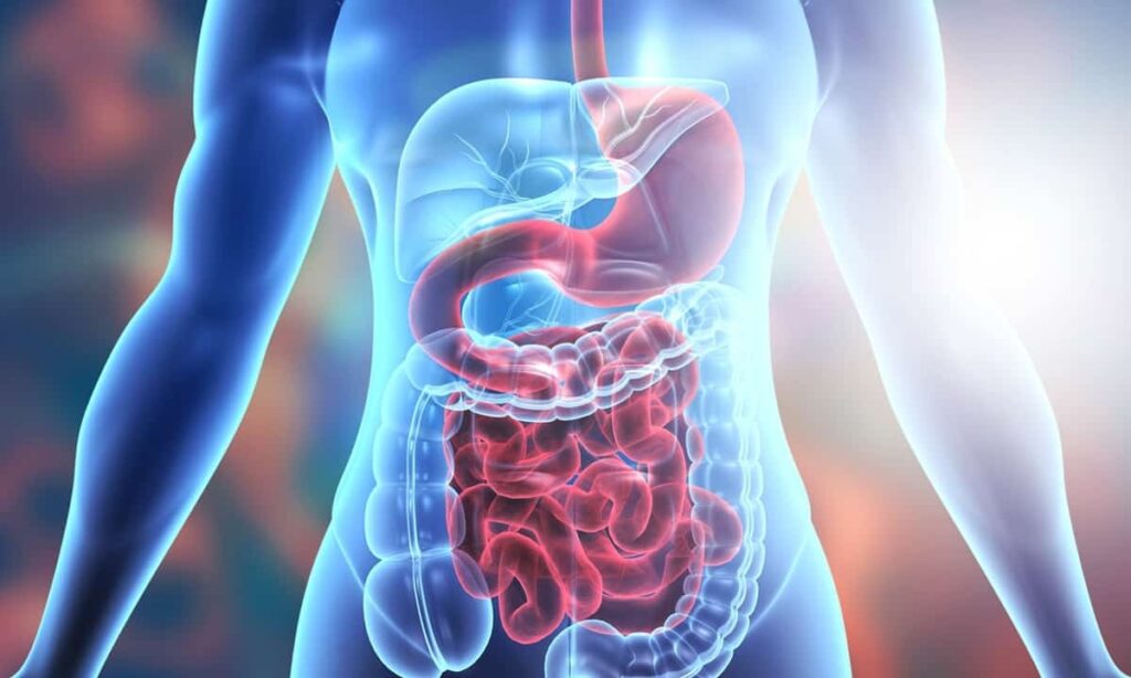 Best Yogurt for Digestive Health – Probiotics and More